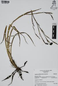 Tigridia multiflora image